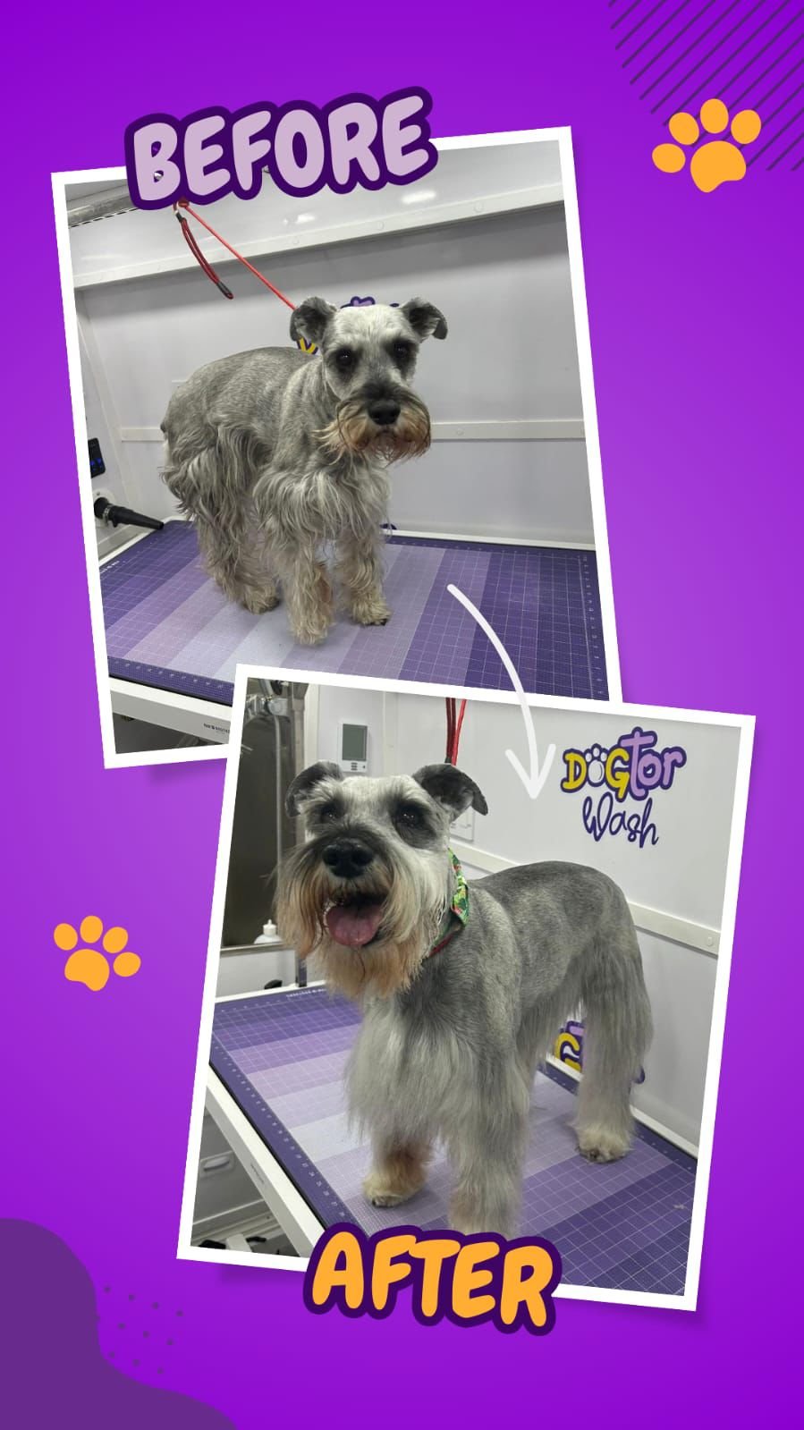 Before and after grooming photos from a Dogtor Wash appointment