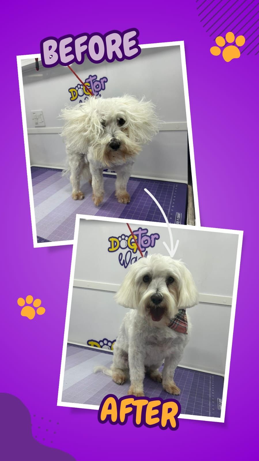 Before and after grooming photos from a Dogtor Wash appointment
