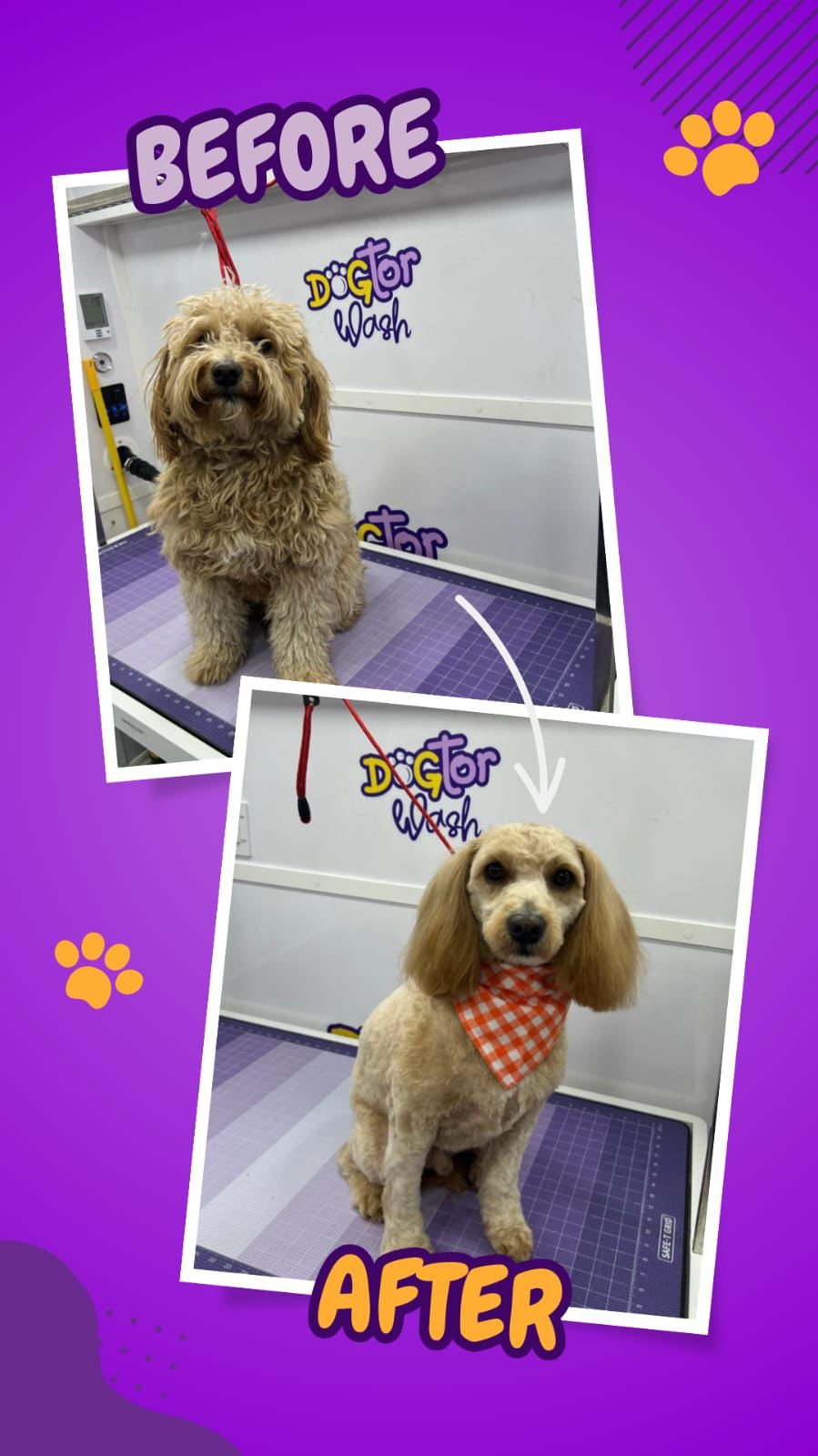 Before and after grooming photos from a Dogtor Wash appointment