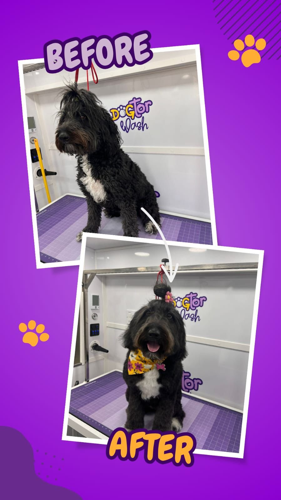 Before and after grooming photos from a Dogtor Wash appointment