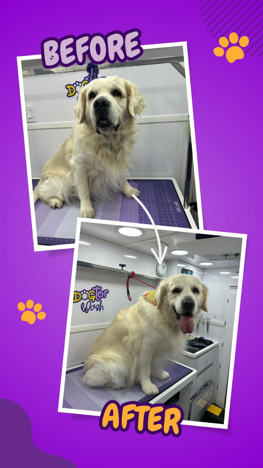 Dogtor Wash on Instagram: a freshly groomed dog