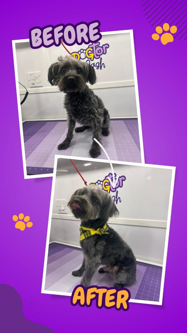 Before and after grooming photos from a Dogtor Wash appointment