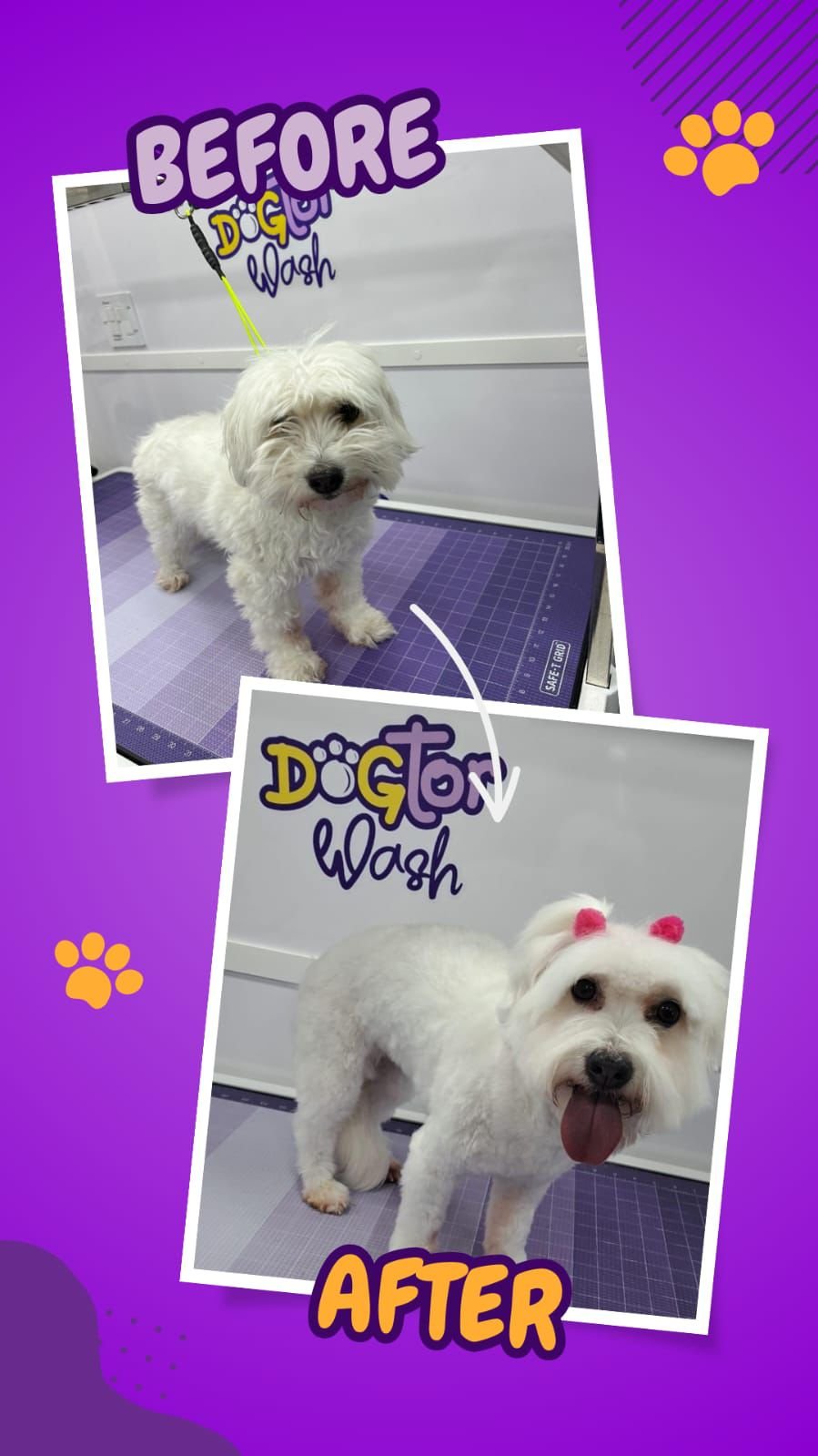 Dogtor Wash on Instagram: a freshly groomed dog