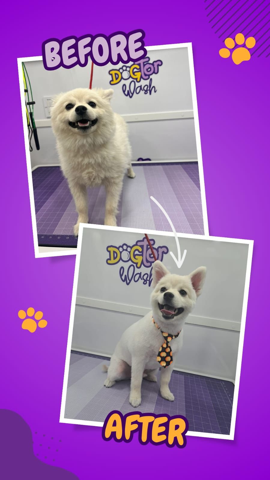 Dogtor Wash on Instagram: a freshly groomed dog