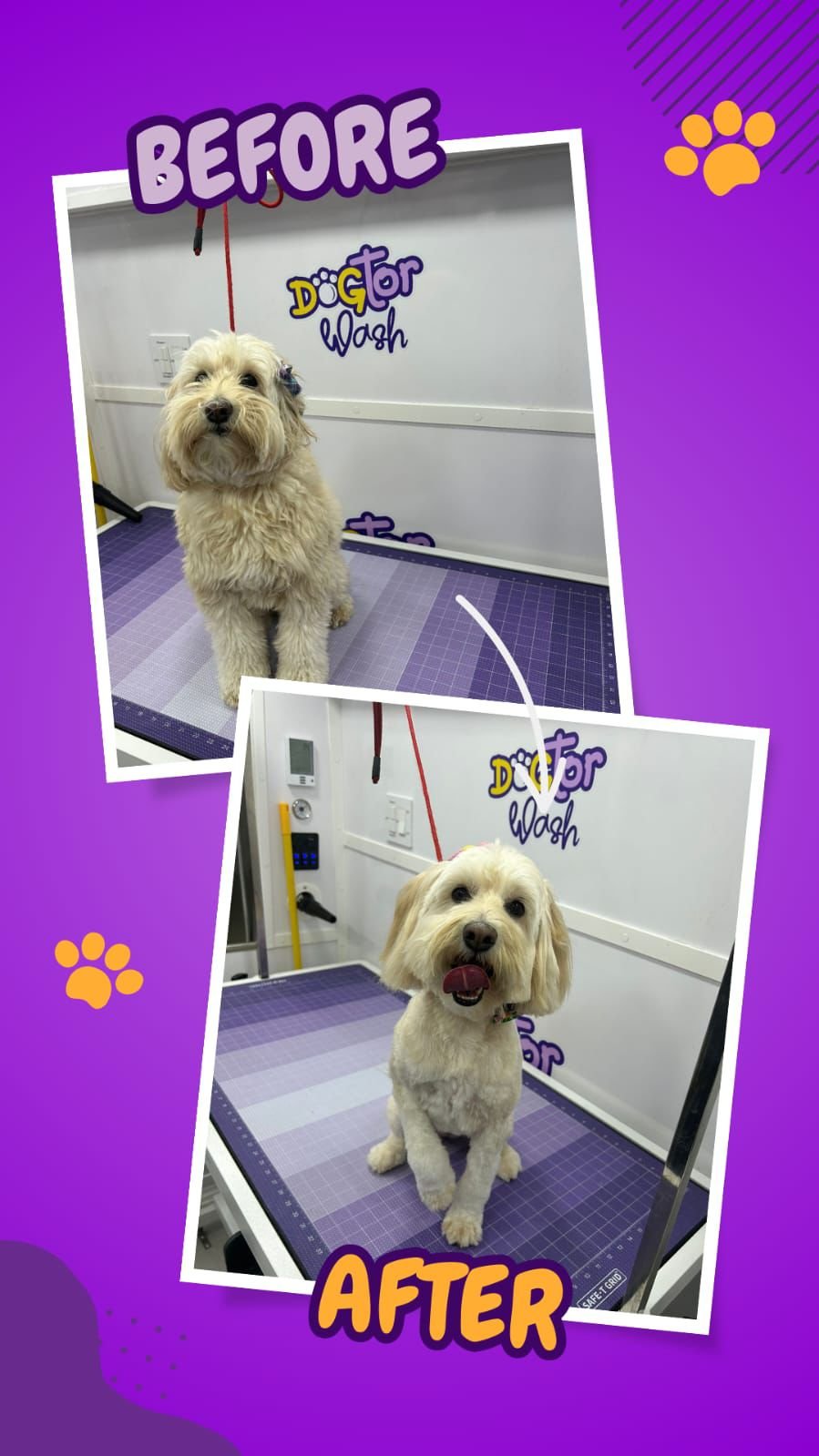 Dogtor Wash on Instagram: a freshly groomed dog