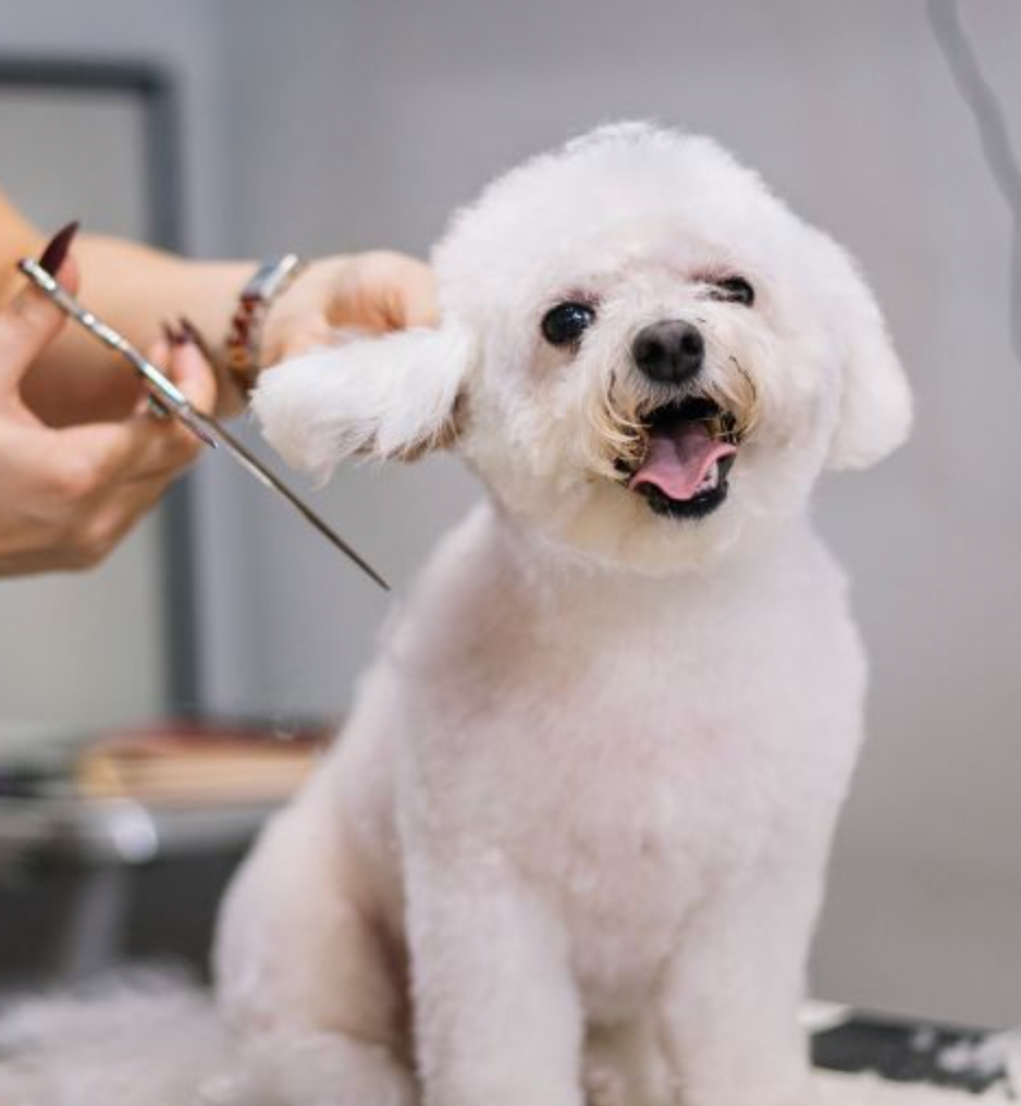 A happy bichon mid-trim