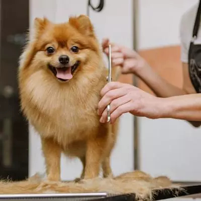 Dogtor Wash on Instagram: a freshly groomed dog