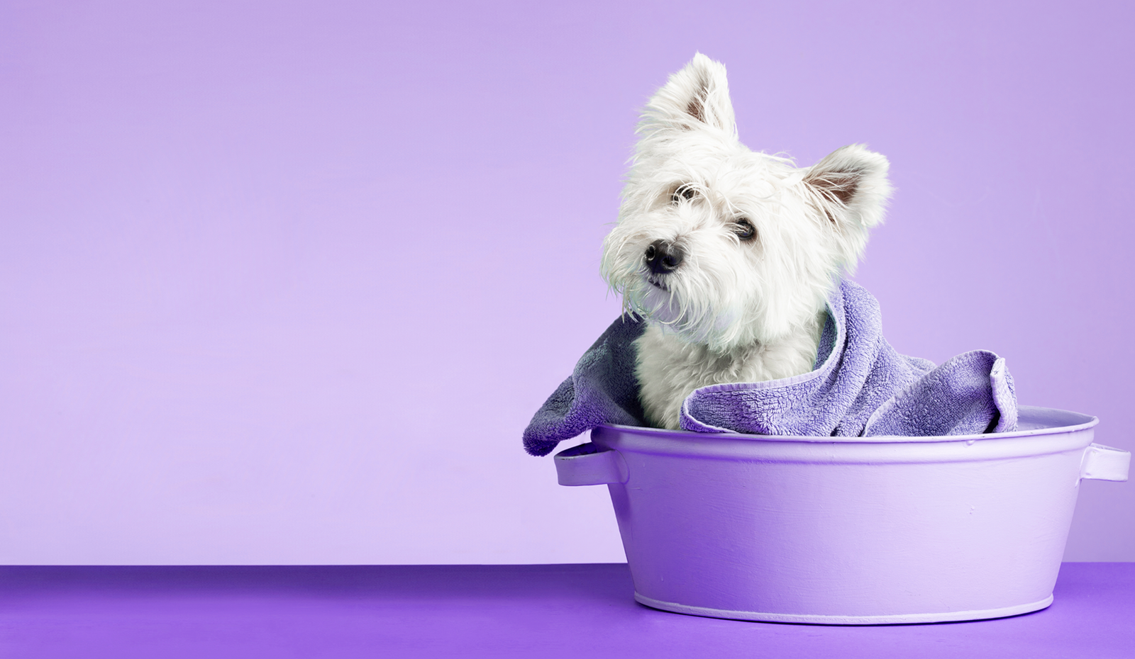 A freshly washed westie wrapped in a purple towel, sitting in a purple wash basin